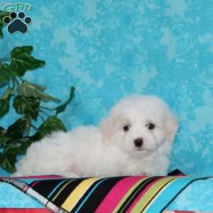 Jeff, Maltipoo Puppy